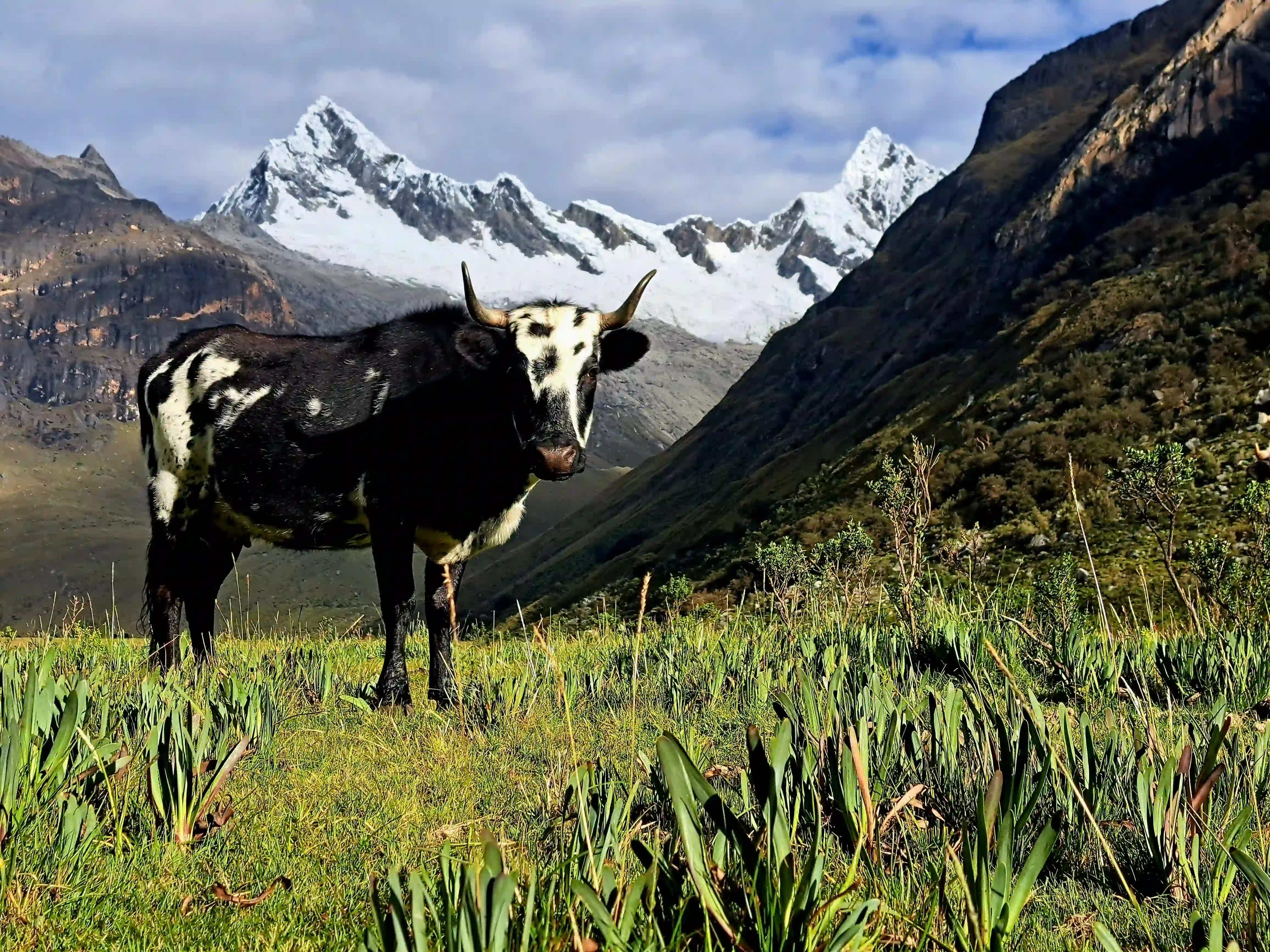Los cedros alpamayo trekking standard - cordillera blanca 11 days / 10 nights - 8