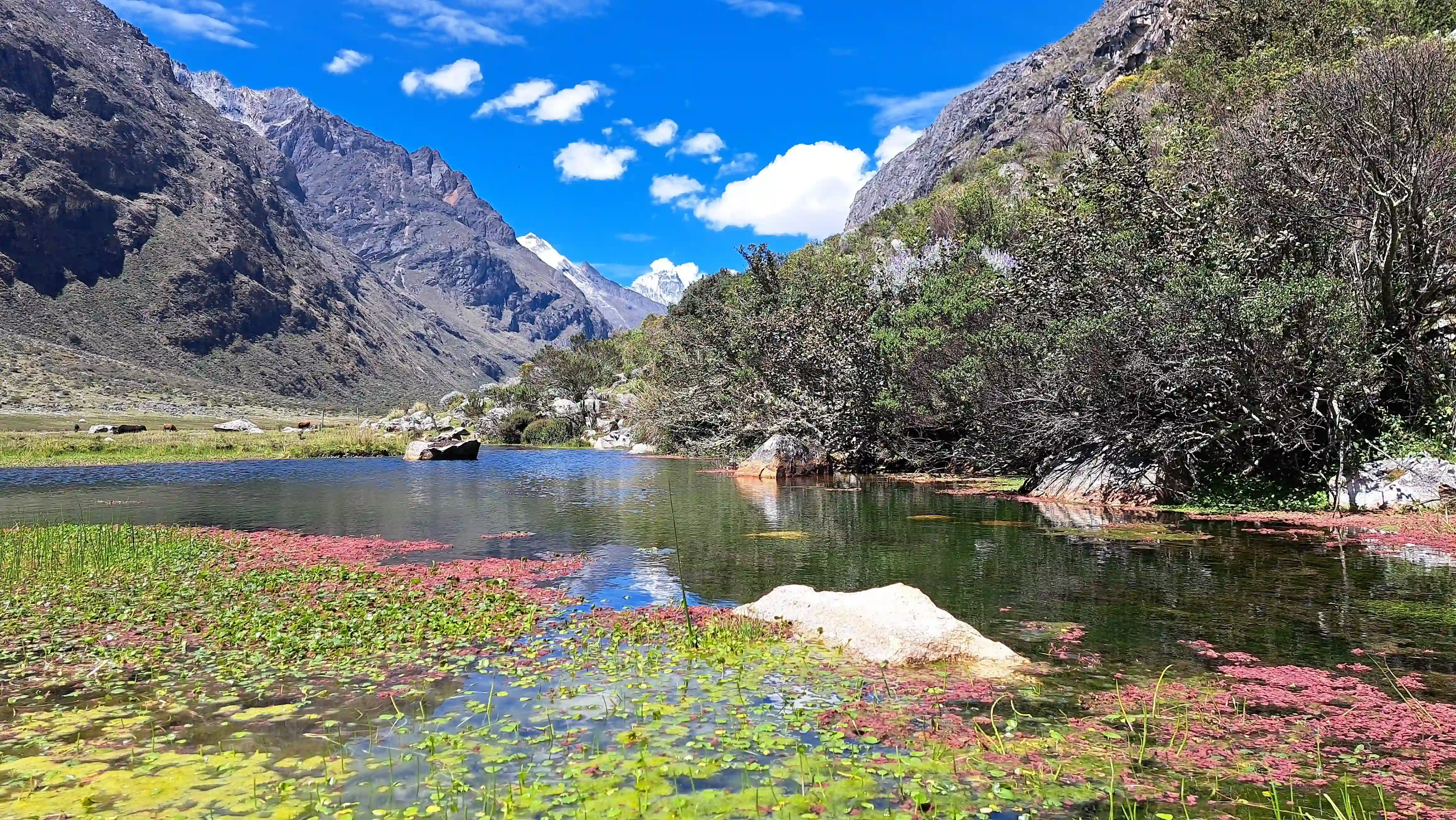 Los cedros alpamayo trekking standard - cordillera blanca 11 days / 10 nights - 9